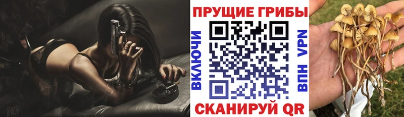 Галлюциногенные грибы Psilocybine cubensis  купить наркоту  Иланский 